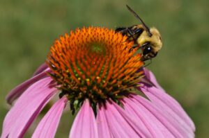 The Great Homeopathic Summer Guide